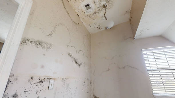 Best Forensic Mold Investigation  in Haliimaile, HI