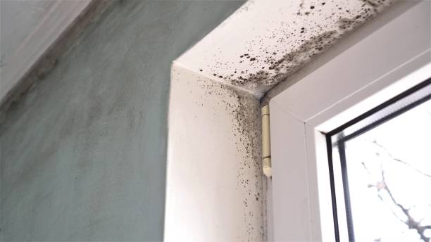 Best Mold Removal for HVAC Installations  in Haliimaile, HI