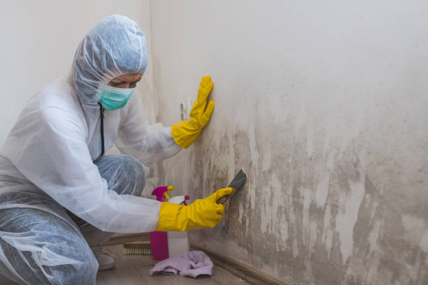 Mold Remediation for Vacation Homes in Haliimaile, HI