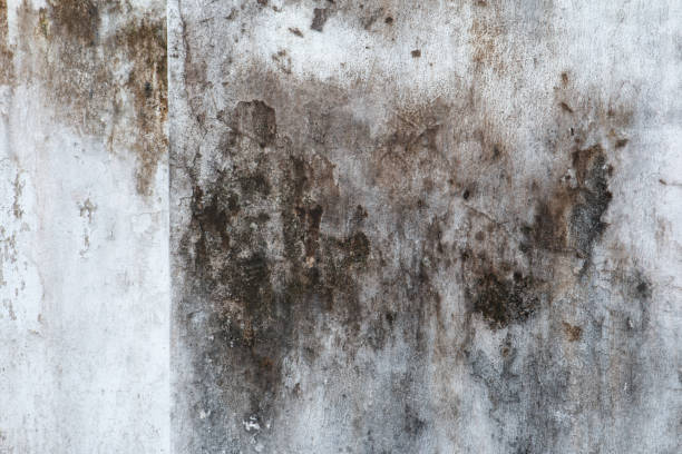Best Biohazard Mold Removal  in Haliimaile, HI