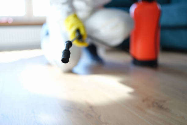 Best Emergency Mold Remediation  in Haliimaile, HI