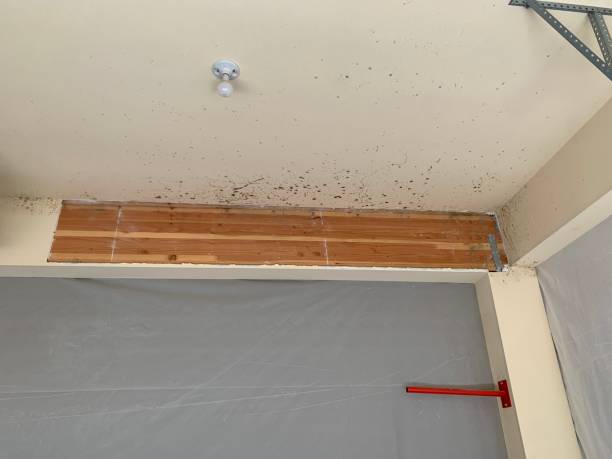Mold Documentation for Insurance Claims in Haliimaile, HI