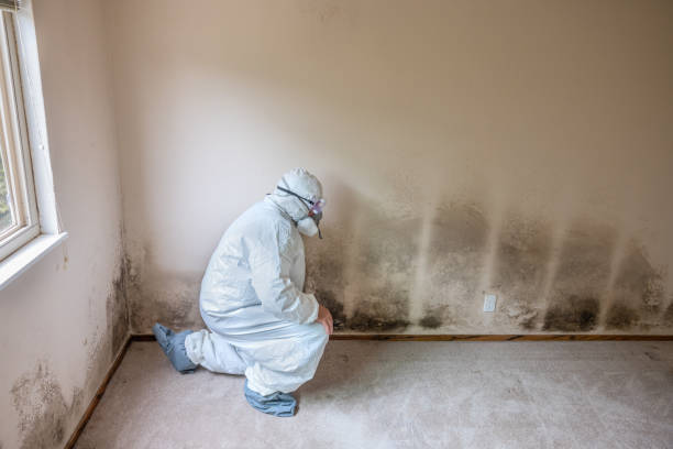 Mold Odor Removal Services in Haliimaile, HI