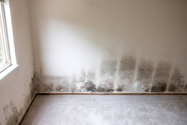 Best Residential Mold Inspection & Testing  in Haliimaile, HI