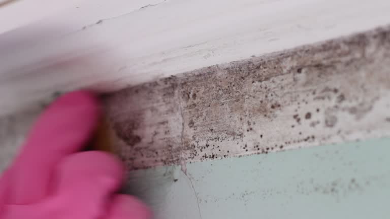 Reliable Haliimaile, HI Mold Removal Solutions